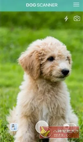 Dog Scanner 狗狗鉴定器v22.2.21-G高级版
