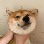 小白