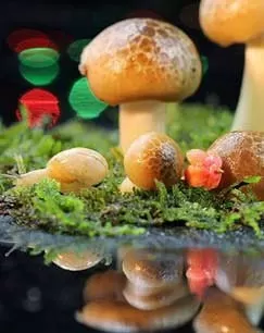 《微观世界》纪录片 (2017) 《微观世界》纪录片 (2017)